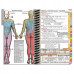 MDpocket® University of Southern California IM